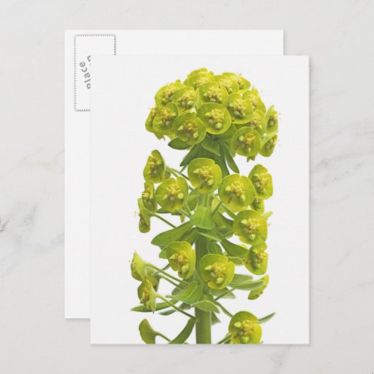 Euphorbia Briefkaart (Voorkant / Achterkant)