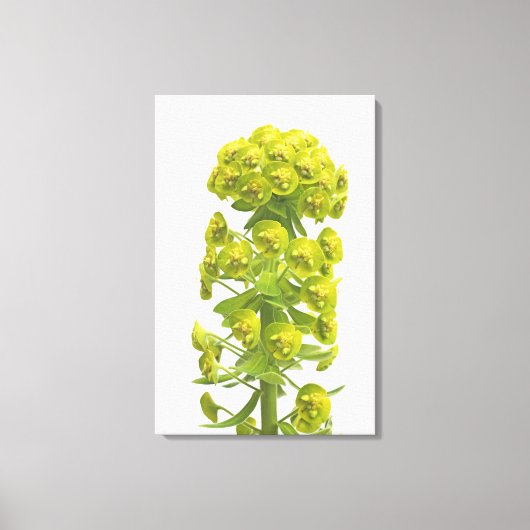Euphorbia Canvas Afdruk (Voorkant)