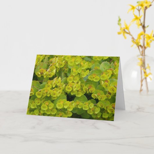 Euphorbia Kaart (Gele Bloem)