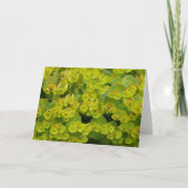 Euphorbia Kaart (Voorkant)