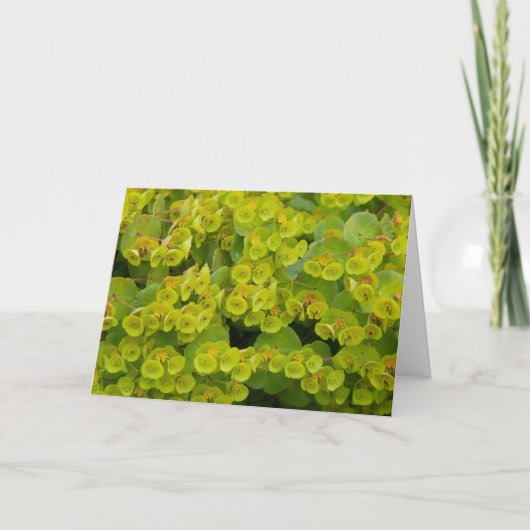 Euphorbia Kaart (Voorkant)