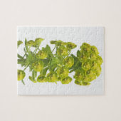 Euphorbia Legpuzzel (Horizontaal)
