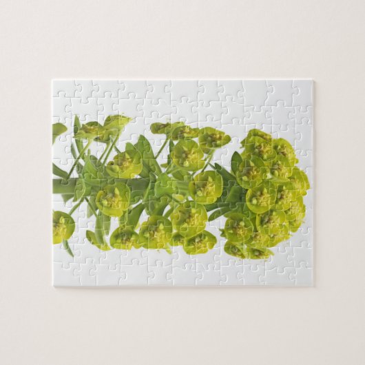 Euphorbia Legpuzzel (Horizontaal)