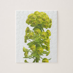 Euphorbia Legpuzzel