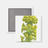 Euphorbia Magneet (Voorkant / Achterkant)