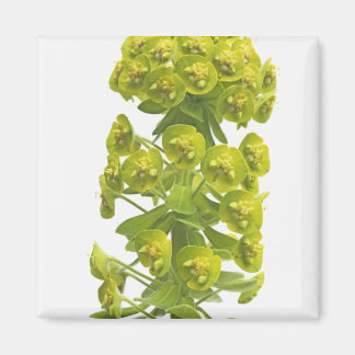 Euphorbia Magneet