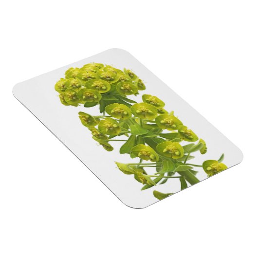 Euphorbia Magneet (Rechterzijde)