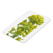 Euphorbia Magneet (Linkerzijde)