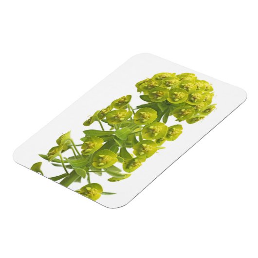 Euphorbia Magneet (Linkerzijde)