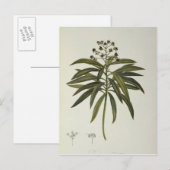 Euphorbia Mellifera Briefkaart (Voorkant / Achterkant)
