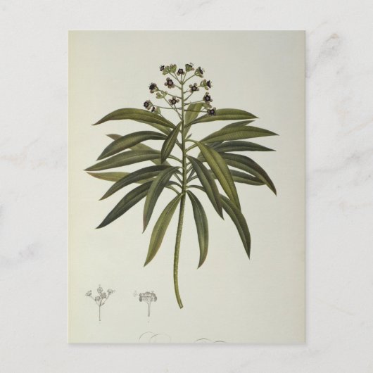 Euphorbia Mellifera Briefkaart (Voorkant)