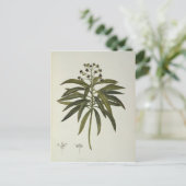 Euphorbia Mellifera Briefkaart (Staand voorkant)