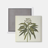 Euphorbia Mellifera Magneet (Voorkant / Achterkant)