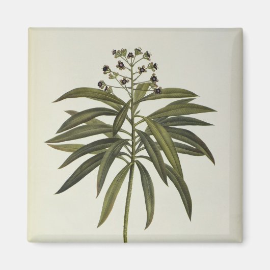 Euphorbia Mellifera Magneet (Voorkant)