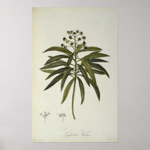 Euphorbia Mellifera Poster