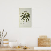 Euphorbia Mellifera Poster (Keuken)