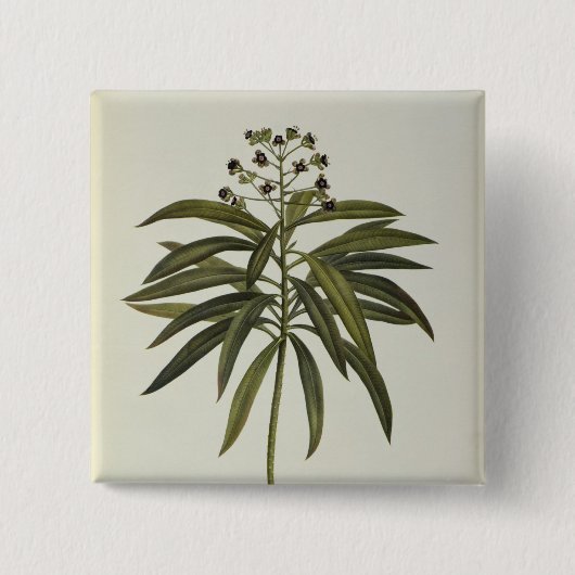 Euphorbia Mellifera Vierkante Button 5,1 Cm (Voorkant)