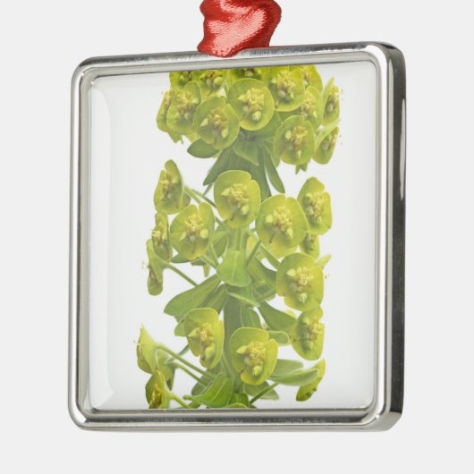 Euphorbia Metalen Ornament (Links)