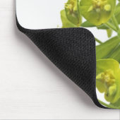 Euphorbia Muismat (Hoek)