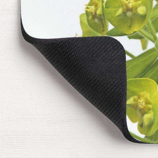 Euphorbia Muismat (Hoek)