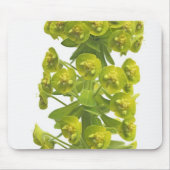 Euphorbia Muismat (Voorkant)