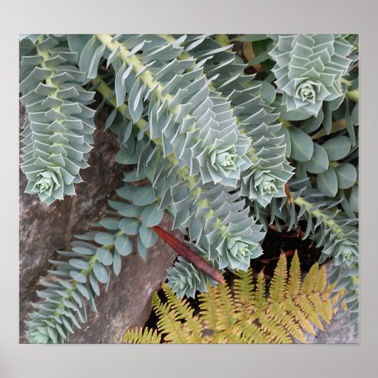 Euphorbia Myrsinites (Myrtle Spurge) Poster (Voorkant)