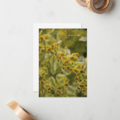 Euphorbia Notitiekaartje (Voorkant / Achterkant in situ)