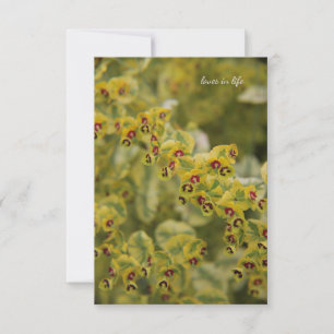Euphorbia Notitiekaartje