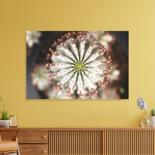 Euphorbia polygona "Snowflake" doekdruk Canvas Afdruk (Insitu (Woonkamer))