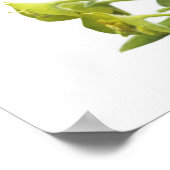 Euphorbia Poster (Hoek)