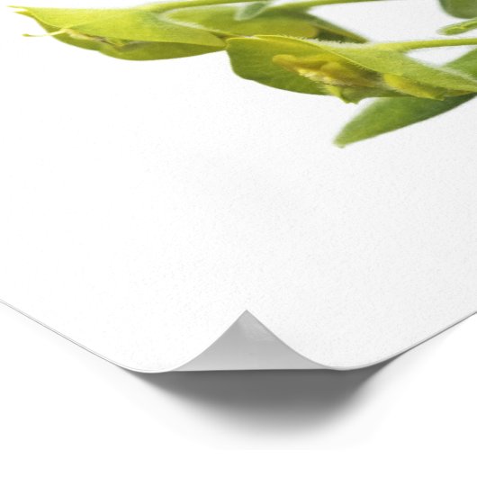 Euphorbia Poster (Hoek)