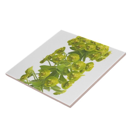 Euphorbia Tegeltje (Zijkant)