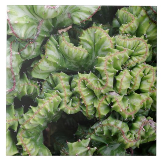 Euphorbia Tegeltje (Voorkant)