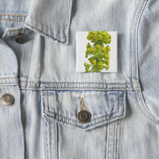 Euphorbia Vierkante Button 5,1 Cm (In situ)