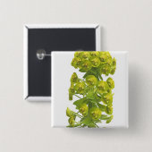 Euphorbia Vierkante Button 5,1 Cm (Voorkant /achterkant)