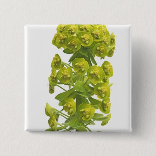 Euphorbia Vierkante Button 5,1 Cm (Voorkant)