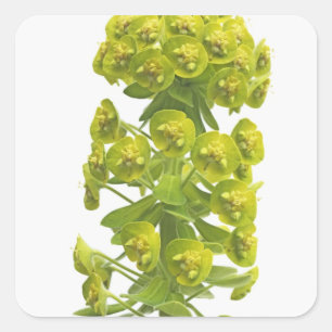 Euphorbia Vierkante Sticker
