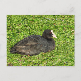 Eurasian Coot, Roath Park Lake, Cardiff, Wales. Briefkaart
