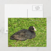 Eurasian Coot, Roath Park Lake, Cardiff, Wales. Briefkaart (Voorkant / Achterkant)