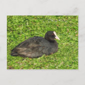 Eurasian Coot, Roath Park Lake, Cardiff, Wales. Briefkaart (Voorkant)