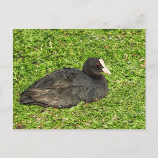 Eurasian Coot, Roath Park Lake, Cardiff, Wales. Briefkaart (Voorkant)