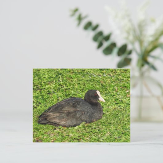 Eurasian Coot, Roath Park Lake, Cardiff, Wales. Briefkaart (Staand voorkant)