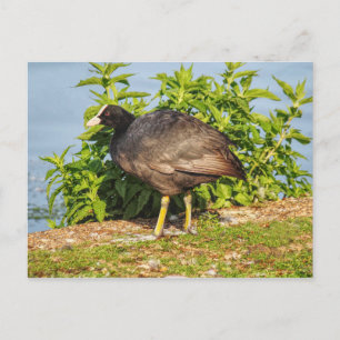Eurasian Coot, Roath Park Lake, Cardiff, Wales. Po Briefkaart