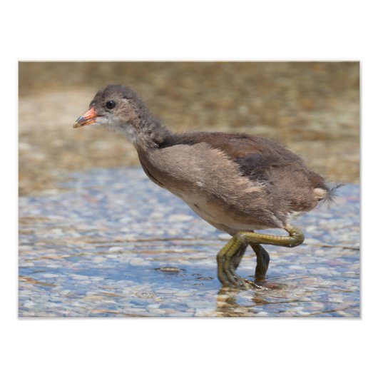 Eurasian Coot Young Chick Foto Afdruk (Voorkant)