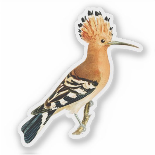 Eurasian Hoopoe Bird Sticker (Voorkant)