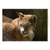 Eurasian Lynx (Voorkant Horizontaal)