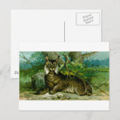 Eurasian Lynx Briefkaart (Voorkant / Achterkant)