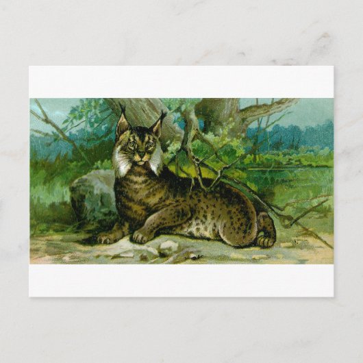 Eurasian Lynx Briefkaart (Voorkant)