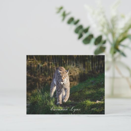 Eurasian Lynx Briefkaart (Staand voorkant)