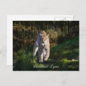 Eurasian Lynx Briefkaart (Voorkant / Achterkant)